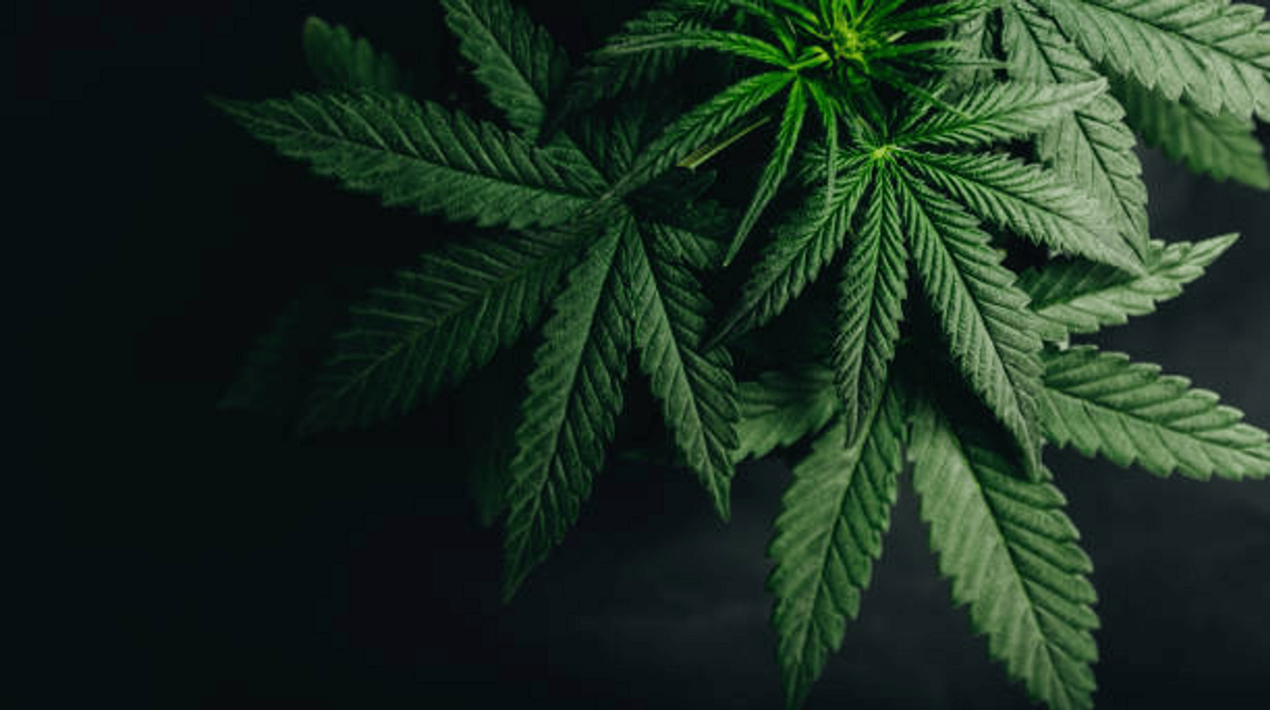 Key Differences between CBD and THC