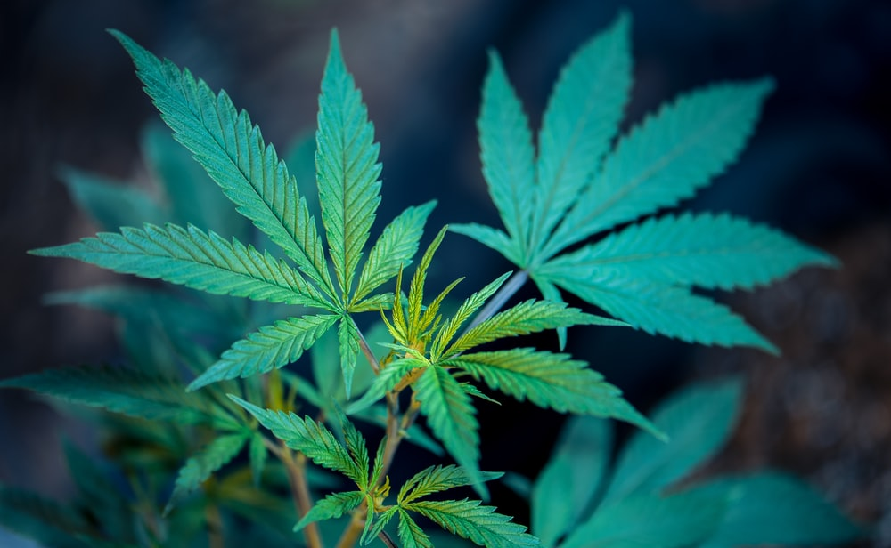 Cannabis Industry – A Brief Snapshot