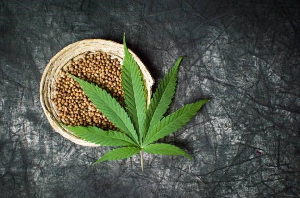 The Ultimate Guide To Buying The Right Marijuana Seeds