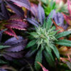 The 10 Best Selling Cannabis Strains for 2021 | SES Blogs